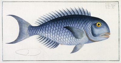 Coryphaena Coerulea von German School