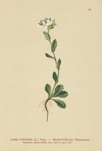 Gänseblümchen-Gänsekresse (Arabis bellidifolia) von German School