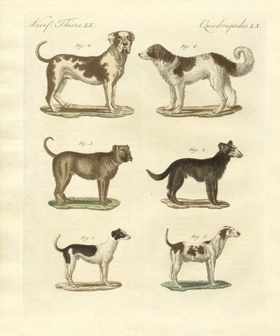 Verschiedene Arten von Hunden von German School