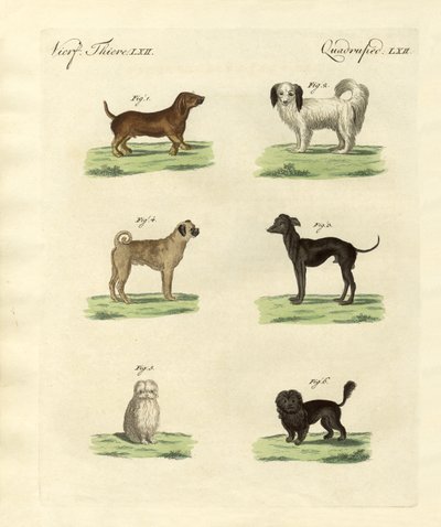 Verschiedene Arten von Hunden von German School
