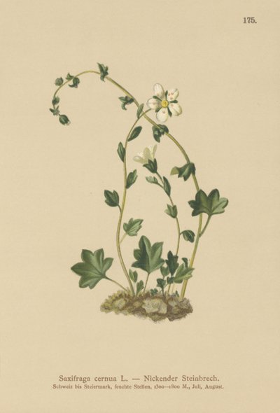 Nickende Steinbrech (Saxifraga cernua) von German School