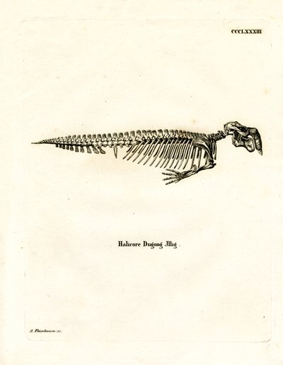 Dugong-Skelett von German School