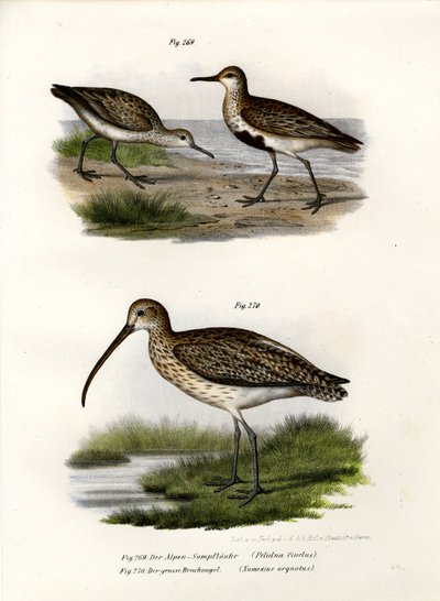 Alpenstrandläufer, 1864 von German School