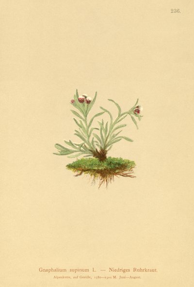 Zwerg-Ruhrkraut (Gnaphalium supinum) von German School