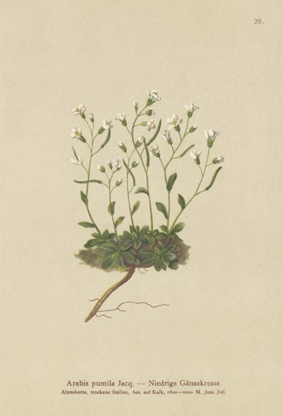 Zwerg-Gänsekresse (Arabis pumila) von German School