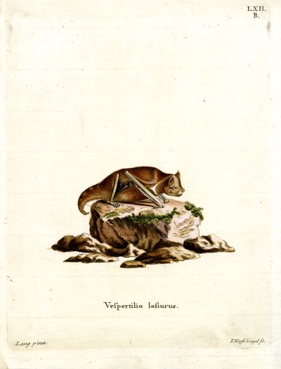 Östliche Rote Fledermaus von German School