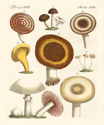 Essbare Pilze von German School