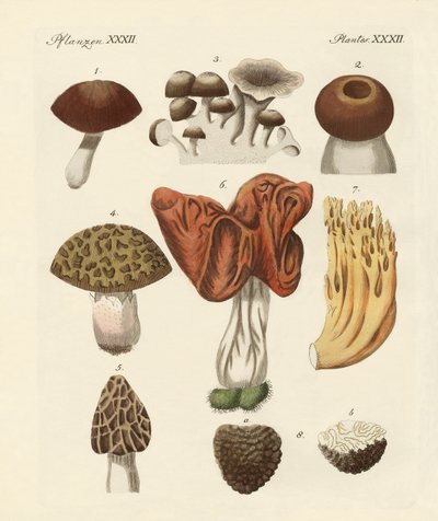 Essbare Pilze von German School