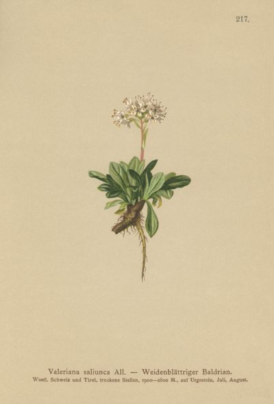 Ganzblättriger Baldrian (Valeriana saliunca) von German School