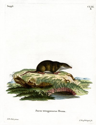 Eurasische Spitzmaus von German School