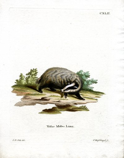 Europäischer Dachs von German School