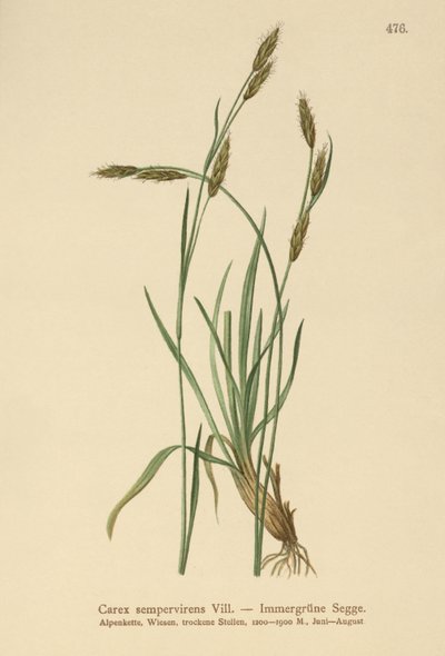 Immergrüne Segge (Carex sempervirens) von German School