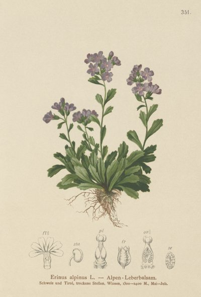 Elfenfingerhut (Erinus alpinus) von German School