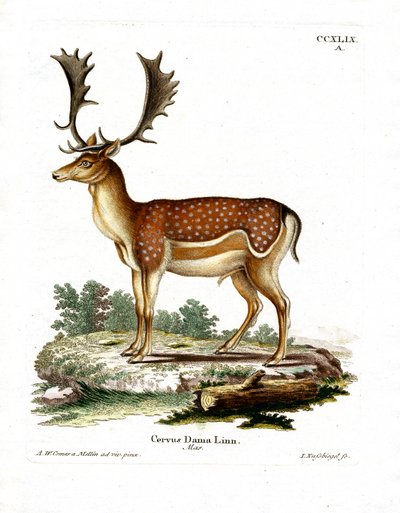 Damwild von German School