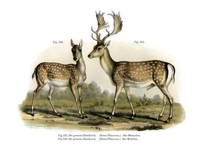 Damwild, 1860 von German School