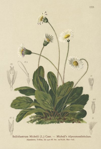 Falsche Aster (Bellidiastrum michellii) von German School