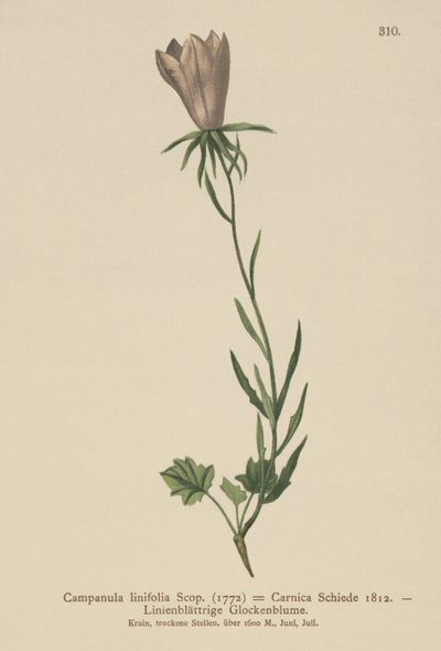 Leinblättrige Glockenblume von German School