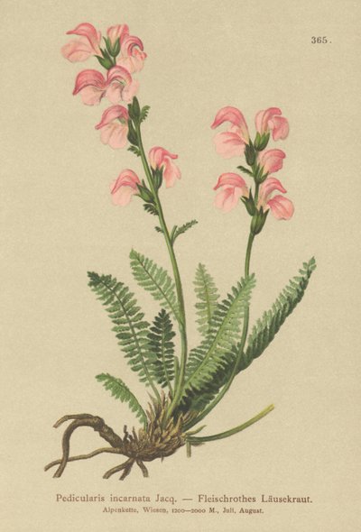Fleischrosa Läusekraut (Pedicularis incarnata) von German School