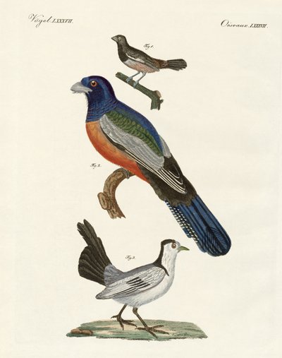 Fremde Vögel von German School