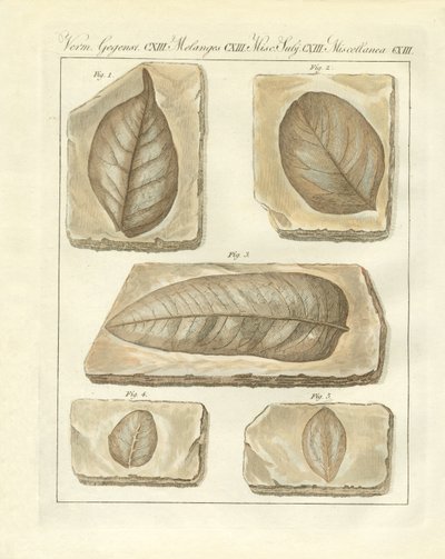 Versteinerte Blätter aus primitiven Zeiten von German School
