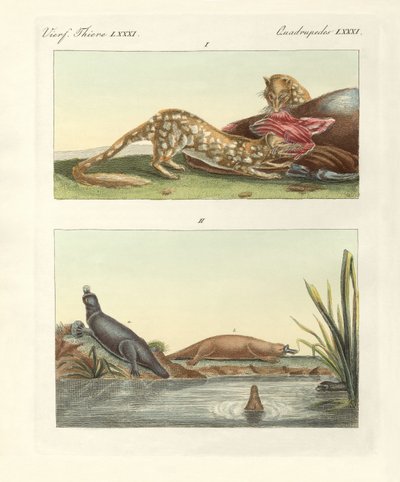 Vierfüßige Tiere Australiens von German School