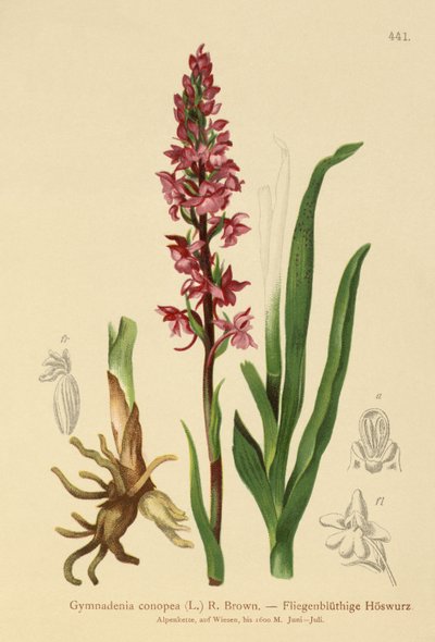 Duft-Knabenkraut von German School