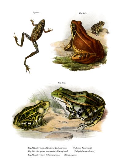 Freycinets Laubfrosch von German School