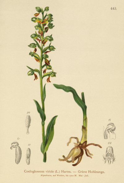 Frosch-Knabenkraut von German School