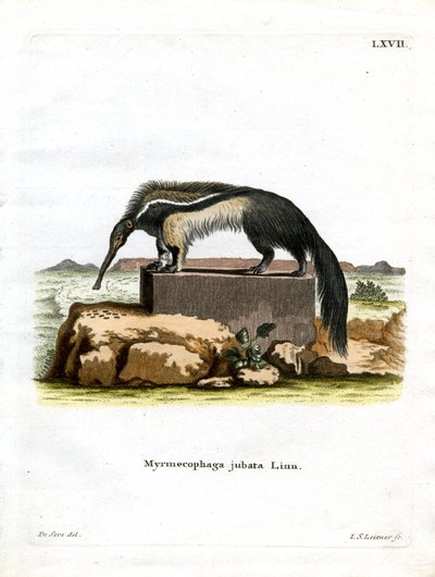 Großer Ameisenbär von German School