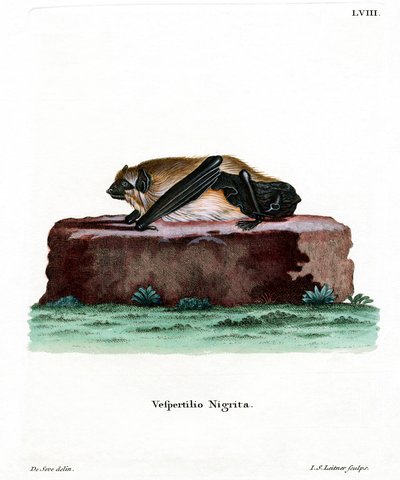 Riesenhausfledermaus von German School