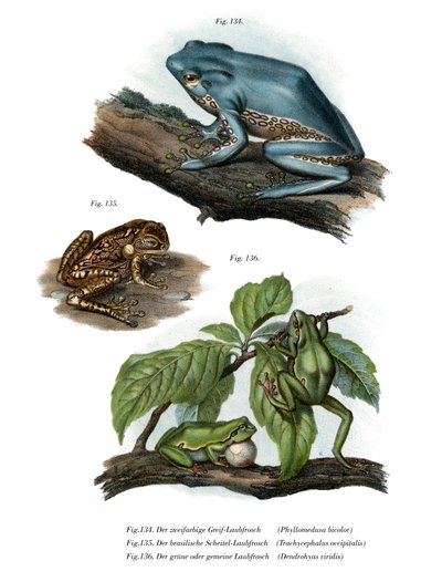 Riesenblattfrosch von German School