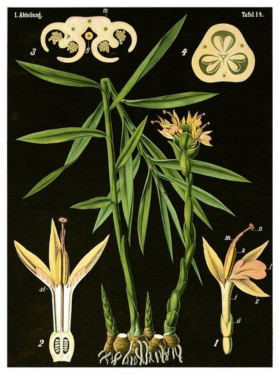 Ingwer (Zingiber officinale Roscoe) um 1890 von German School