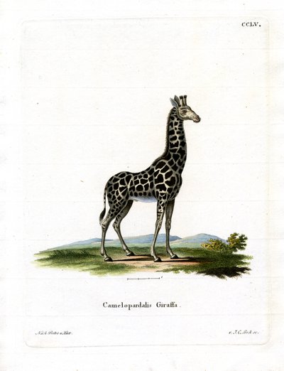 Giraffe von German School