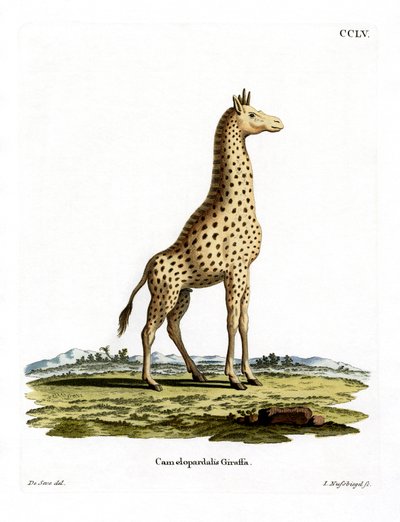 Giraffe von German School