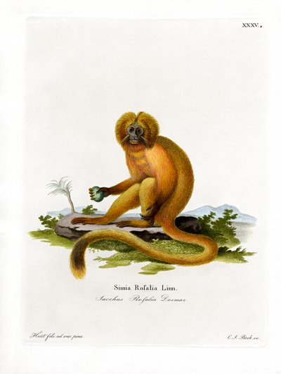 Goldener Löwenaffe von German School