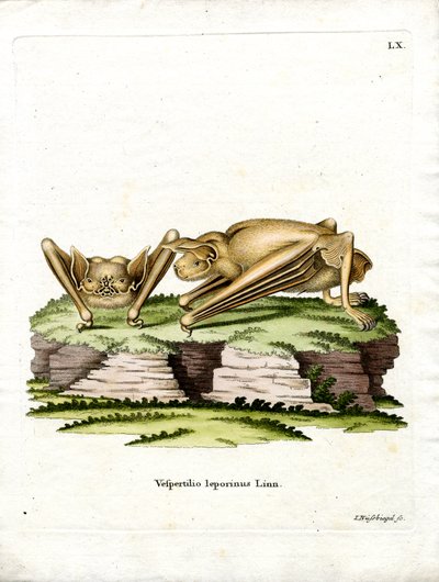 Große Bulldogfledermaus von German School
