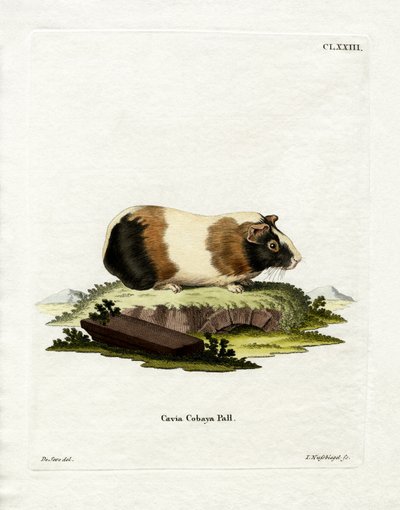 Meerschweinchen von German School