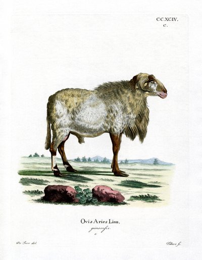 Guineaschaf von German School