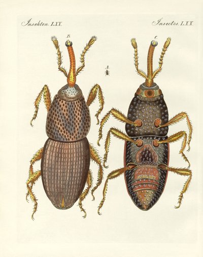 Schädliche Insekten von German School