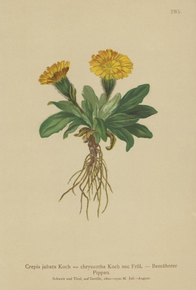 Greiskraut von German School