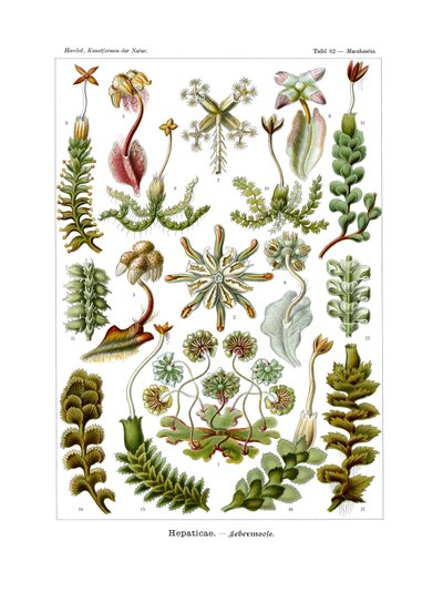 Hepaticae von German School