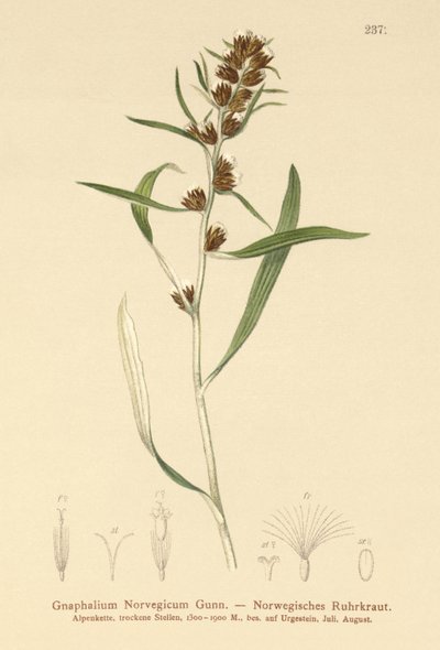 Hochland-Ruhrkraut (Gnaphalium norvegicum) von German School