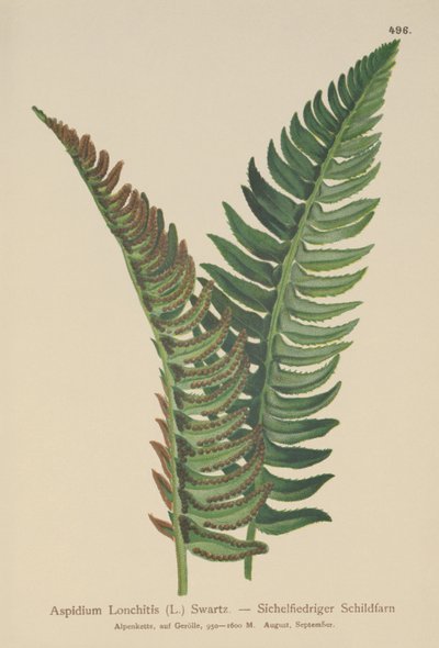 Stechfarn (Aspidium Lonchitis, Polystichum lonchitis) von German School