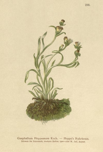 Hoppes Ruhrkraut (Gnaphalium hoppeanum, Omalotheca hoppeana) von German School