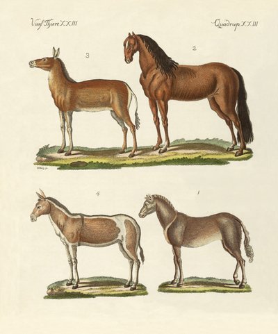 Pferde und Esel von German School