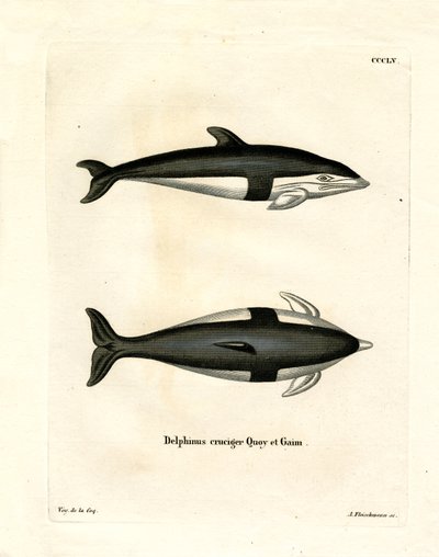 Stundenglasdelfin von German School