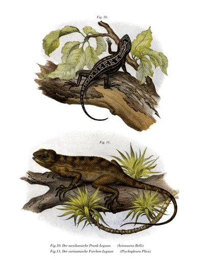 Leguan von German School