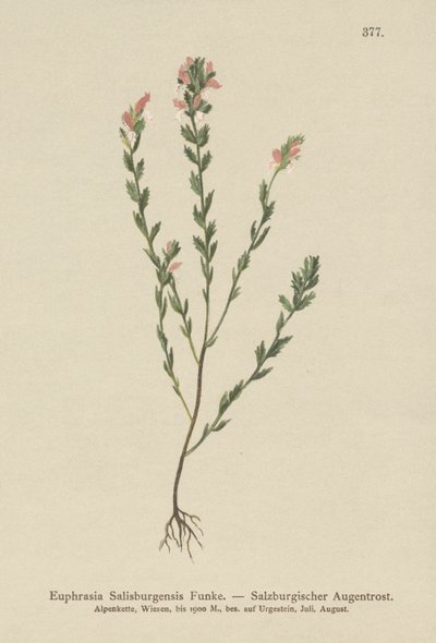 Irisches Augentrost (Euphrasia Salisburgensis) von German School