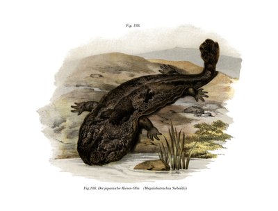 Japanischer Riesensalamander von German School