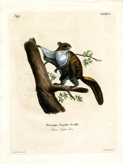 Javanisches Flughörnchen von German School